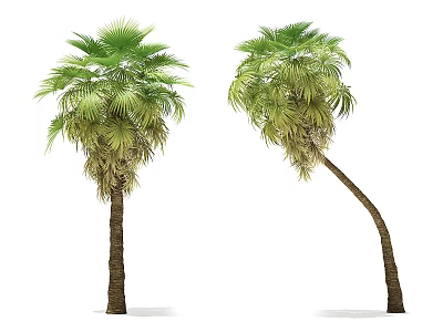 Two Palm Arbor Trees With Upright And Curved Trunk Shapes 3d model