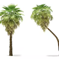 Two Palm Arbor Trees With Upright And Curved Trunk Shapes