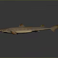 Brown Shark With Pointed Snout And Dorsal Fins On Gray Reflective Surface
