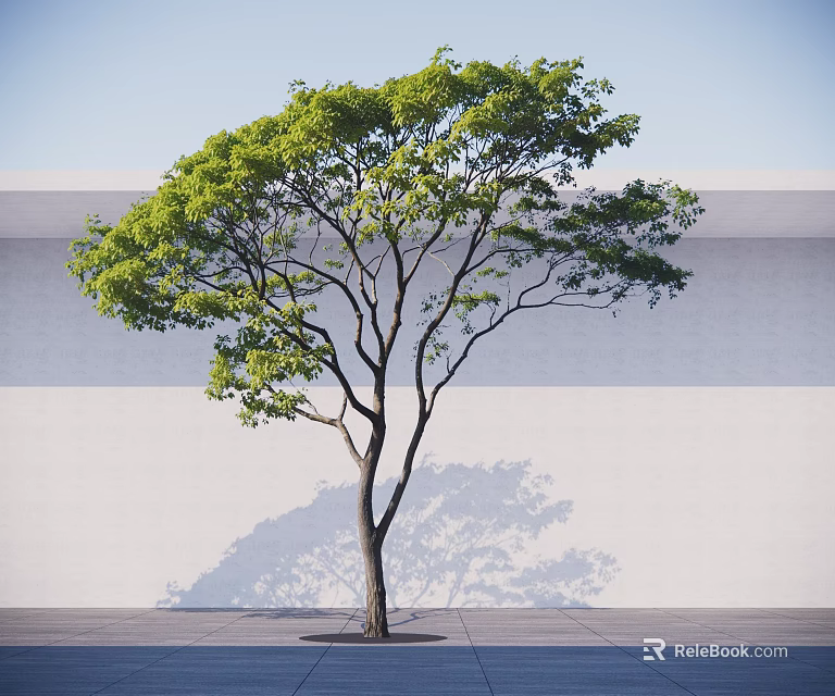 Lush Arbor With Green Leaves Spreading Branches Shadow On Light Wall And Gray Ground 3d model 