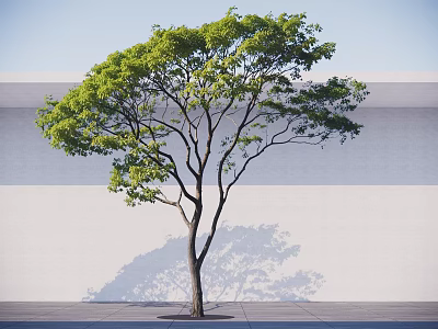 Lush Arbor With Green Leaves Spreading Branches Shadow On Light Wall And Gray Ground 3d model