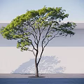 Lush Arbor With Green Leaves Spreading Branches Shadow On Light Wall And Gray Ground