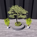 Lush Arbor Tree With Circular Base And Two Small Potted Plants On Wooden Floor