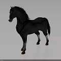 Black Horse With White Face And White Legs Standing On Gray Background