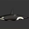 Orca Whale With Black And White Coloration Dorsal Fin And Pectoral Fin On Dark Background