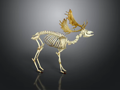 Elk Skeleton Model with Golden Antlers Displayed on Dark Reflective Background 3d model