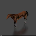 Brown Horse Full Body Standing On Blue Background With Saddle And Riding Gear
