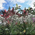Vibrant Garden With Red Leaves White Flowers And Purple Blooms Under Blue Sky