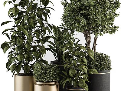 Bonsai Plants With Lush Green Foliage In Various Metallic And Black Pots For Home Decor 3d model