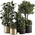 Bonsai Plants With Lush Green Foliage In Various Metallic And Black Pots For Home Decor