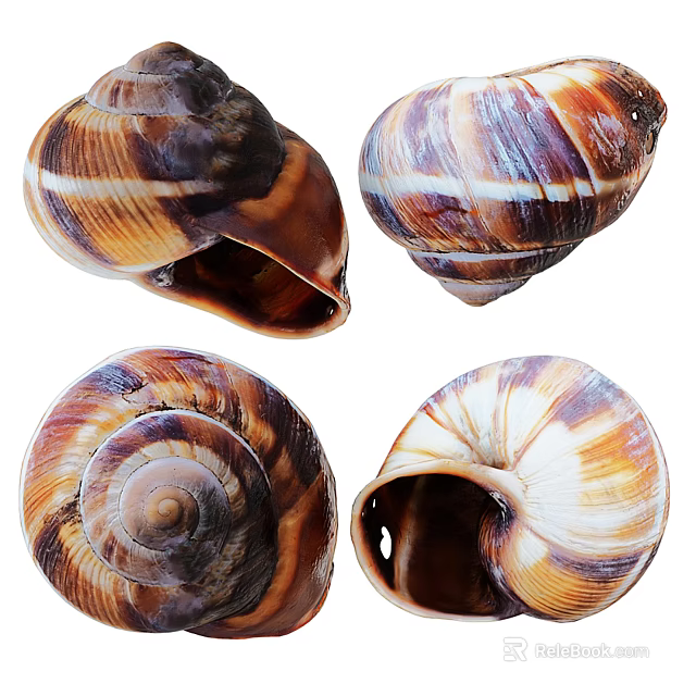 Reptile Themed Snail Shells With Spiral Patterns And Brown White Hues 3d model 