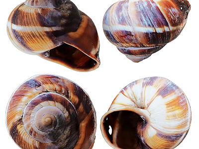 Reptile Themed Snail Shells With Spiral Patterns And Brown White Hues 3d model