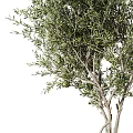Bonsai Olive Tree With Lush Green Foliage And Exposed Roots In Square Pot