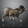 Ram With Large Curved Horns And Brown White Fur Walking On Grey Background