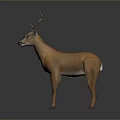 3D Rendered Realistic Brown Deer Model With Antlers Standing On Dark Background