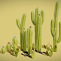 Various Cacti Plants Including Tall Columnar And Small Round Types With Pink Flowers
