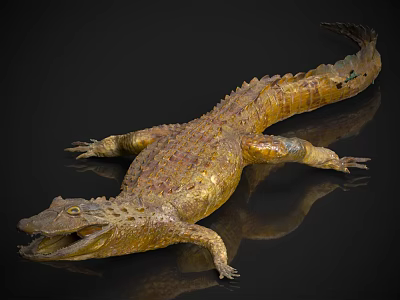 Realistic Golden Crocodile Model With Open Mouth And Shiny Scales On Black Surface 3d model