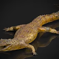 Realistic Golden Crocodile Model With Open Mouth And Shiny Scales On Black Surface