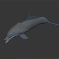 Realistic Gray Dolphin with Open Mouth on Dark Reflective Surface 3d model