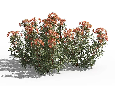 Vibrant Orange Red Flowers With Green Leaves In Clustered Shrub Like Plants 3d model