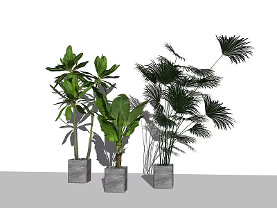 Modern Indoor Potted Plants With Various Green Leaves And Gray Square Pots 3d model