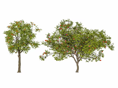 Two Healthy Trees With Lush Green Leaves And Vibrant Red Fruits 3d model