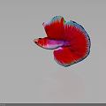 Vibrant Red Halfmoon Betta Fish with Pink Body and Blue Edged Fins on Dark Background