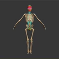 3D Human Skeleton Model With Colored Markings On Skull Spine And Legs