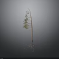 Slender Plant with Green Leaves White Roots and Orange Trunk against Dark Background