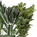 Various Indoor Houseplants With Large Green Leaves In Decorative Modern Pots