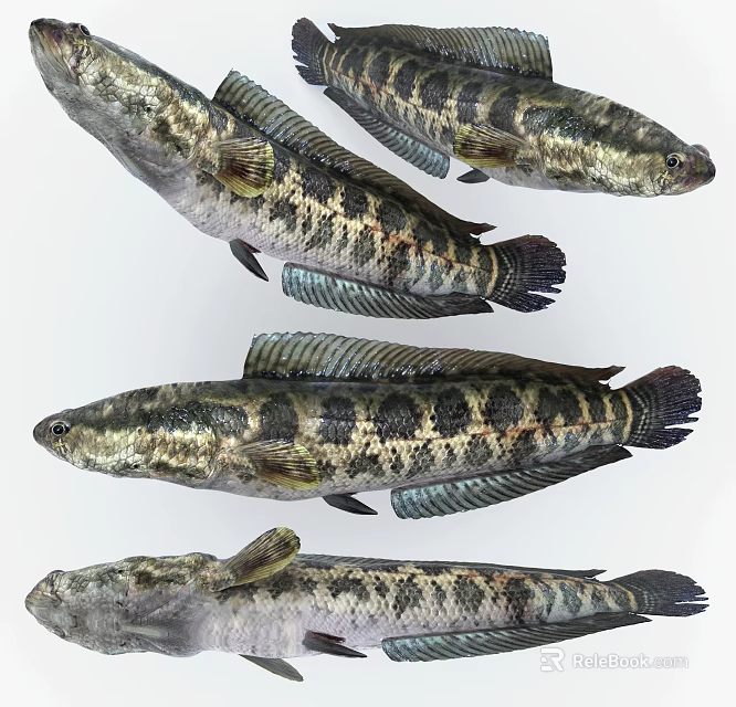 Snakehead Fish With Striped Pattern Elongated Body And Scaly Skin As Aquatic Animals 3d model 