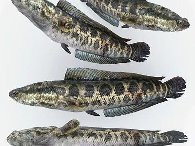 Snakehead Fish With Striped Pattern Elongated Body And Scaly Skin As Aquatic Animals 3d model