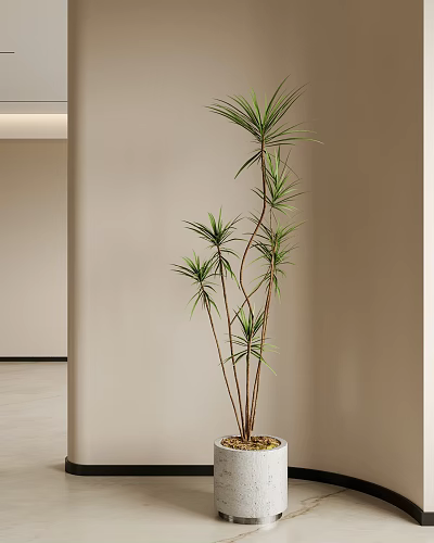 Potted Bonsai Plant Indoor Modern Interior With Slender Stems Green Leaves Wall Side 3d model