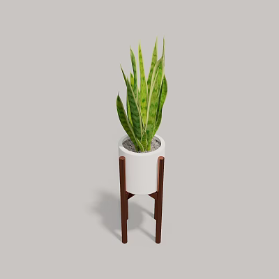 Indoor Decorative Potted Snake Plant In White Pot With Wooden Stand 3d model