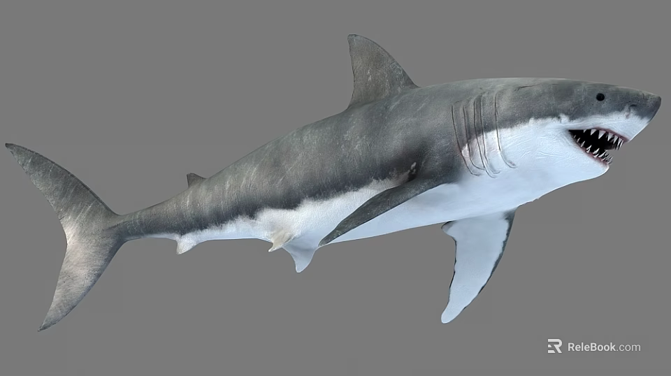 Realistic Great White Shark with Open Mouth and Sharp Teeth in Marine Habitat 3d model 