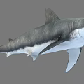 Realistic Great White Shark with Open Mouth and Sharp Teeth in Marine Habitat