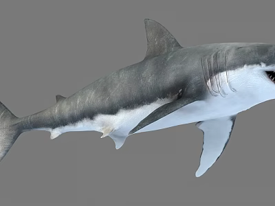 Great White Shark 3d model Great White Shark 3d model