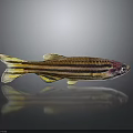 Colorful Striped Fish With Yellow Tail Purple Eyes On Gray Background With Reflection