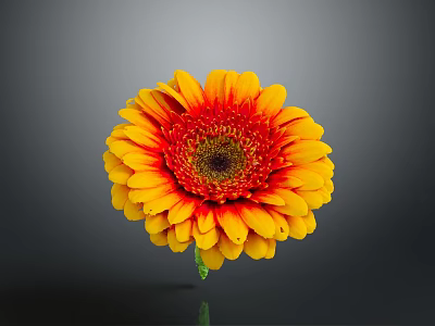Vibrant Gerbera Flower With Yellow Red Petals And Dark Center On Green Stem 3d model