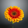 Vibrant Gerbera Flower With Yellow Red Petals And Dark Center On Green Stem