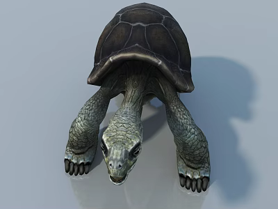 Reptile Tortoise With Dark Shell Sharp Claws And Gray Background Shadow 3d model