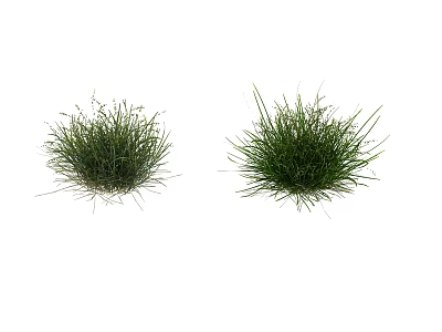 Fresh Green Grass Clumps With Lush Foliage Isolated On White Background 3d model