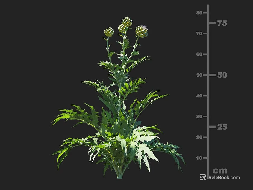 Crop Plant With Green Leafy Growth Multiple Buds And 75 Cm Height 3d model 