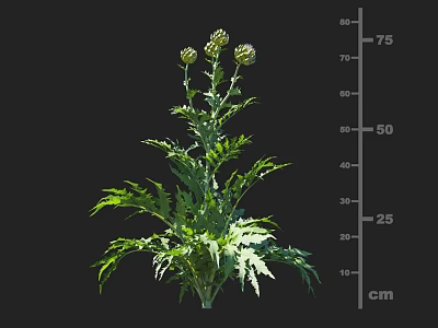 Crop Plant With Green Leafy Growth Multiple Buds And 75 Cm Height 3d model