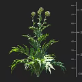 Crop Plant With Green Leafy Growth Multiple Buds And 75 Cm Height
