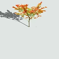 Deciduous Tree with Red and Orange Leaves Single Trunk and Shadow on Light Background 3d model