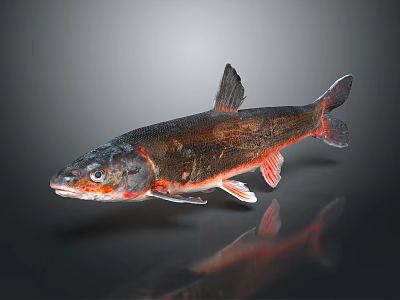 Red and Black Fish With Shiny Scales And Reflection On Dark Background 3d model