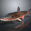 Red and Black Fish With Shiny Scales And Reflection On Dark Background