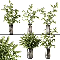 Multiple Glass Vases with Various Green Plants and Lush Foliage for Interior Decoration