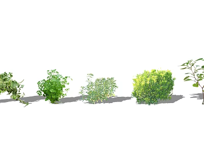 Diverse Ground Cover Plant Varieties for Garden Landscaping and Outdoor Areas 3d model